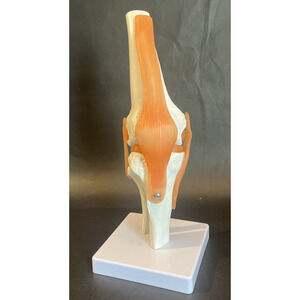 Life Size Anatomical Anatomy Knee Joint with Ligaments Model
